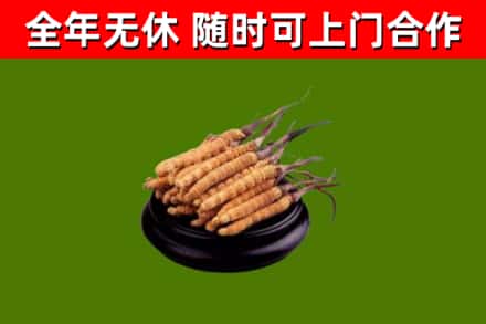 苍梧县回收冬虫夏草