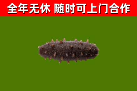 苍梧县回收海参干